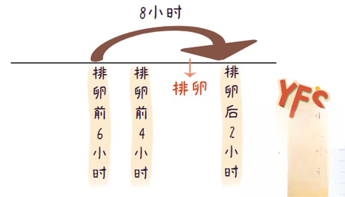 排卵时刻