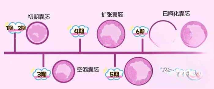 囊胚级别划分第一个数字表示扩张程度