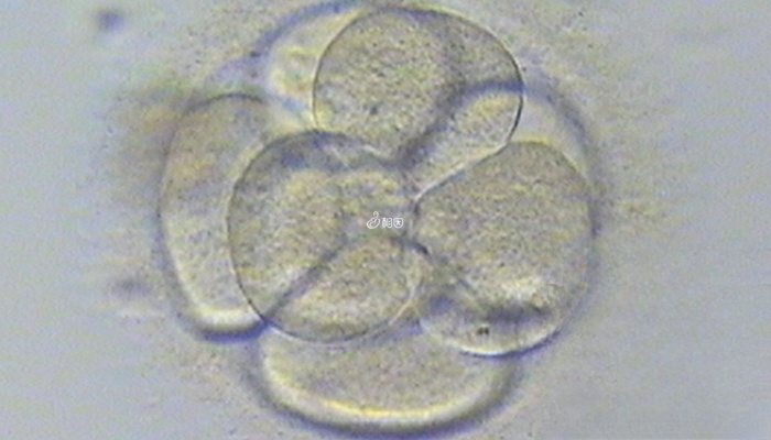 胚胎评分前面的数字表示细胞数