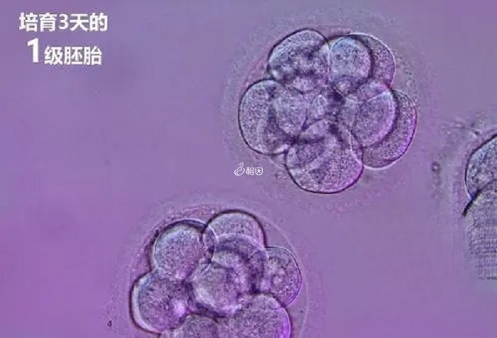 3天胚胎等级根据细胞大小、数量、碎片率划分