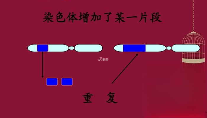 盘点染色体变异的五种常见类型,大体划分为数目、结构两类 - 诺娃