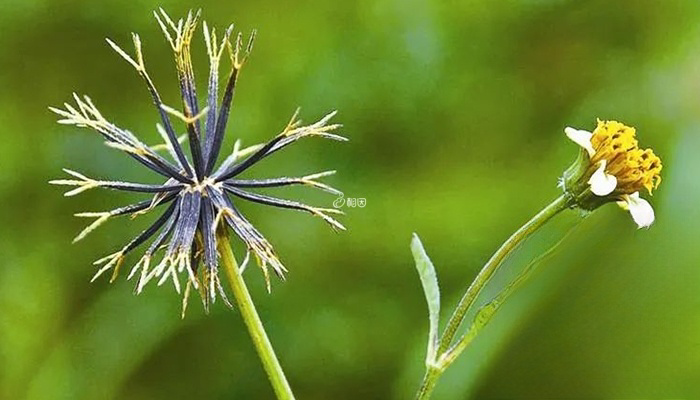 鬼针草可治荨麻疹