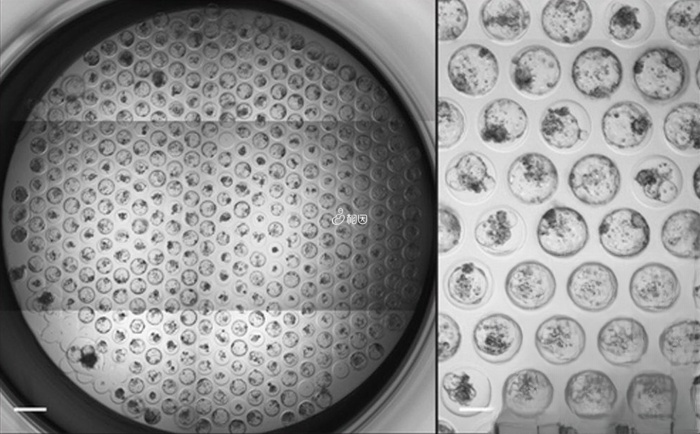 囊胚等级是由1个数字和2个字母组成