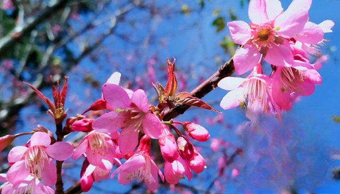 5月份春暖花开气候适宜