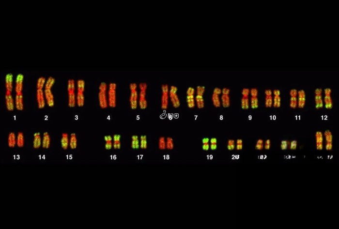 三代试管婴儿可以知道胚胎xy染色体