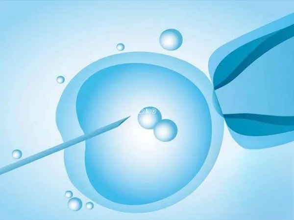 促排后需要取卵