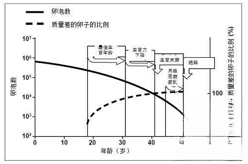 年龄对泰国试管婴儿成功率的影响