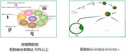 不同时期的嵌合比率