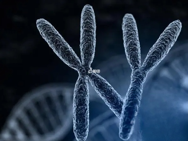 美国三代试管婴儿技术可以知道XY染色体