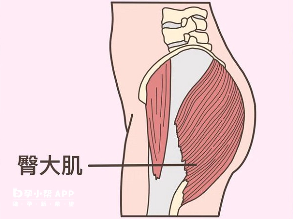 注射绒促性素部位为臀大肌