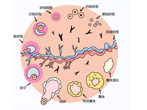 卵泡发育不良就会不破裂