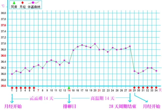 排卵期体温曲线图