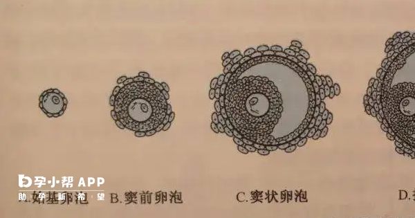 20个基础卵泡是不正常的