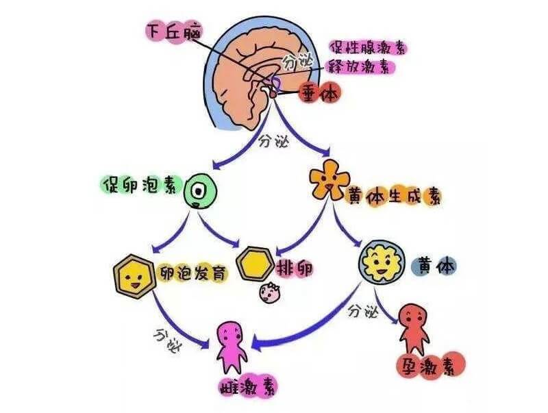 催乳激素分泌过程