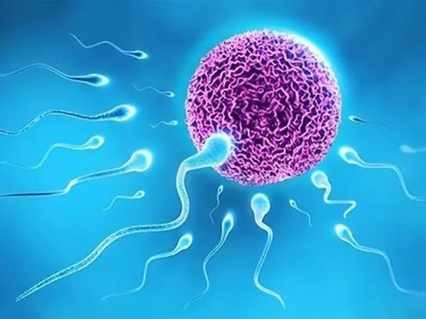 有些患者不能在短时间内取卵