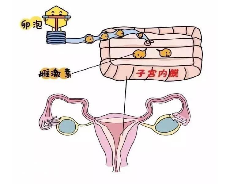 FSH偏高怀孕的方法