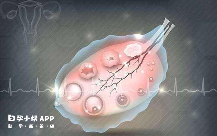 优质卵泡是圆形或者椭圆形