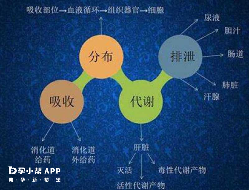 生精片消化过程