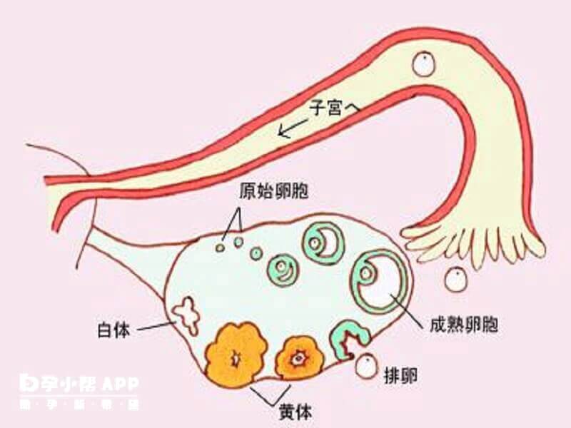 判断卵巢功能的指标