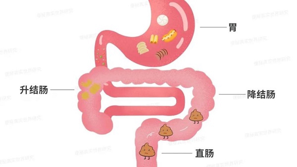 饭后服用dha能减少胃肠道反应