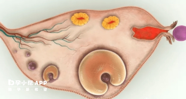 3-10个基础卵泡都是正常的
