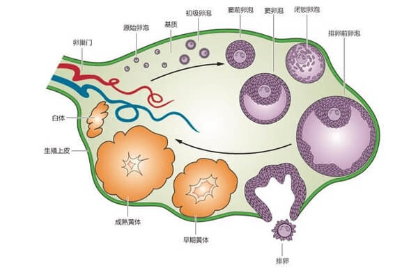 卵泡是女性生殖系统中负责产生卵子的结构