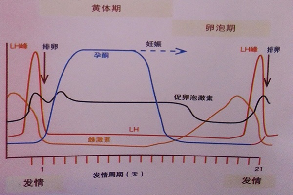 促黄体生成素检测方法