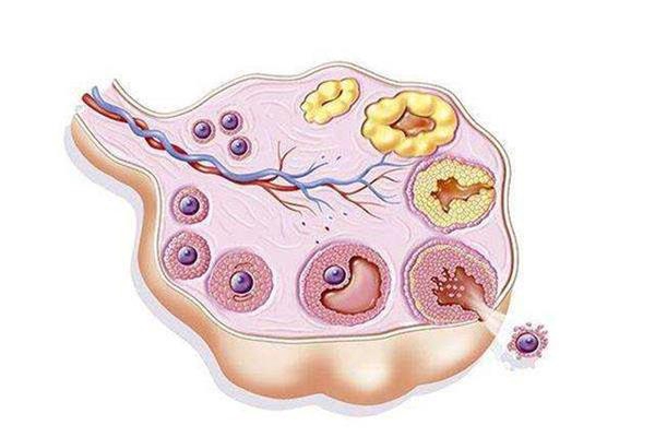 卵泡发育示意图