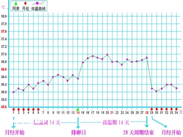 基础体温变化可以反应排卵情况