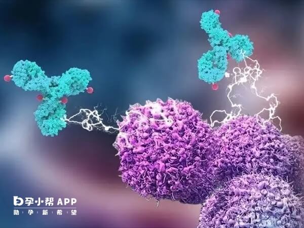 抗精子抗体阳性会引起不孕