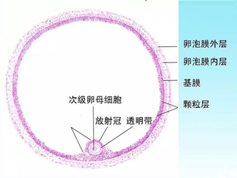 卵巢功能异常会形成空卵泡